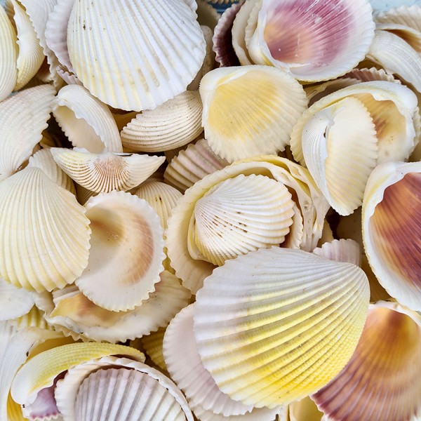 Kervan Fragum Kiloluk Deniz Kabuğu (1 KG)