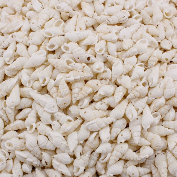 Kervan Nassa Shell Kavrulmuş Beyaz Delikli Deniz Kabuğu  (1 KG)