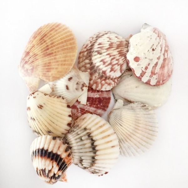 Kervan Naturel Pecten Radula Deniz Kabuğu (1 KG) Kervan Naturel Pecten Radula Deniz Kabuğu (1 KG)
