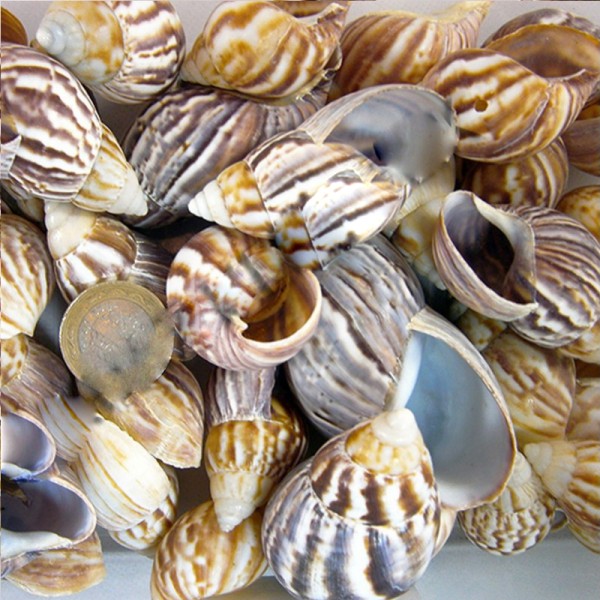Kervan Babylonıa Kiloluk Deniz Kabuğu (1 KG)
