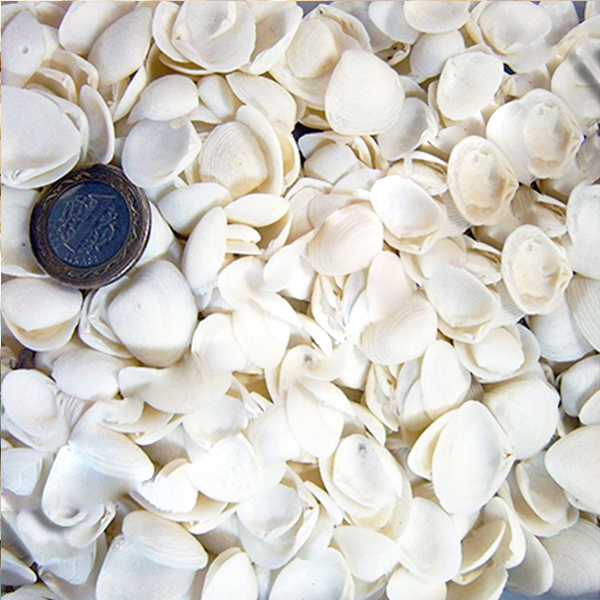 Kervan Cay Cay Kiloluk Deniz Kabuğu (1 KG)