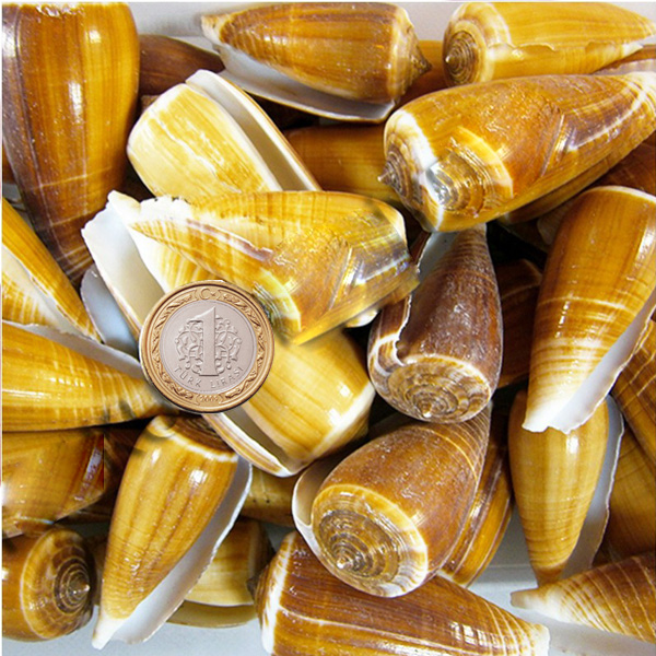 Kervan Conus Magus Kiloluk Deniz Kabuğu (1 KG)