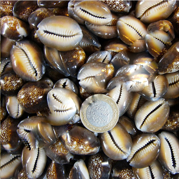 Kervan Cyprea Caputserpentis Kiloluk Deniz Kabuğu (1 KG)