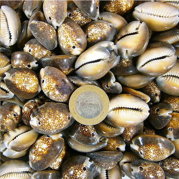 Kervan Cyprea Caputserpentıs Kiloluk Deniz Kabuğu - İki Delikli (1 KG)