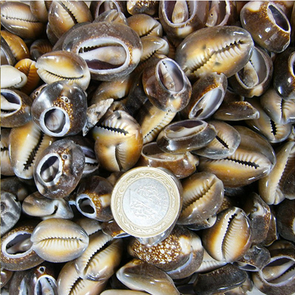 Kervan Cyprea Caputserpentis Kiloluk Deniz Kabuğu - Kesik (100 GR)