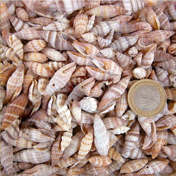 Kervan Mıtra Sanguısuga Small Kiloluk Deniz Kabuğu (1 KG)