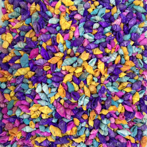 Kervan Nassa Shell-Karışık Renkli Kiloluk Deniz Kabuğu (1 KG)