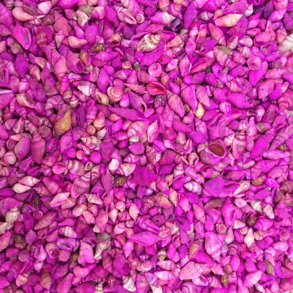 Kervan Nassa Shell-Pembe Kiloluk Deniz Kabuğu (1 KG) Kervan Nassa Shell-Pembe Kiloluk Deniz Kabuğu (1 KG)