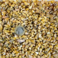 Kervan Pasio Pasio Kiloluk Deniz Kabuğu (1 KG)