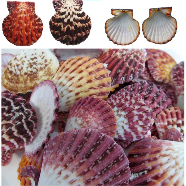 Kervan Pecten Phallıum Kiloluk Deniz Kabuğu (1 KG) Kervan Pecten Phallıum Kiloluk Deniz Kabuğu (1 KG)