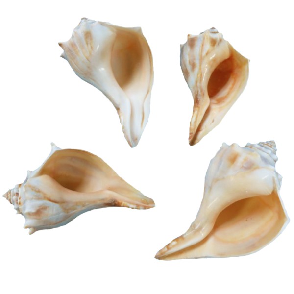 Kervan Polısh Orange Whelk Kervan Polısh Orange Whelk