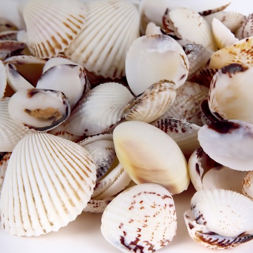 Tiger Clam Kiloluk Deniz Kabuğu (1 KG)