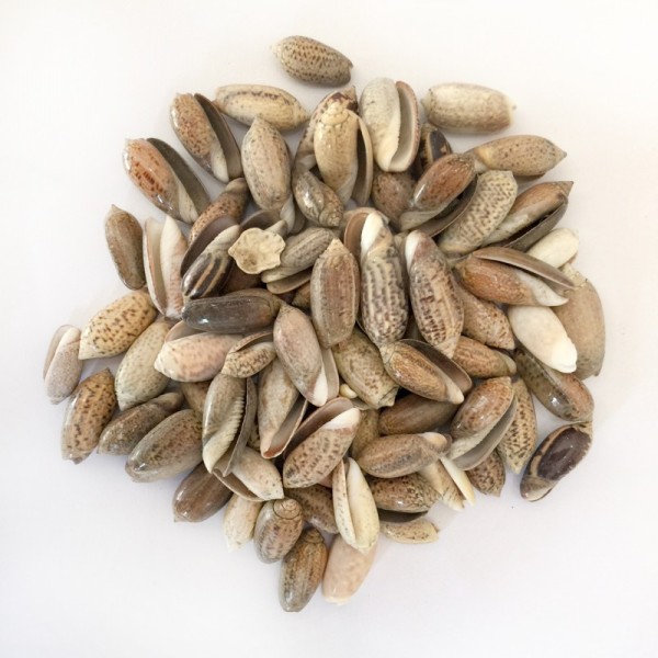 Kervan Tıger Olive (1 KG)