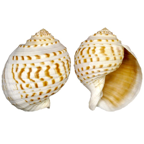 Kervan Tuna Tessellata 10-13 CM Kervan Tuna Tessellata 10-13 CM