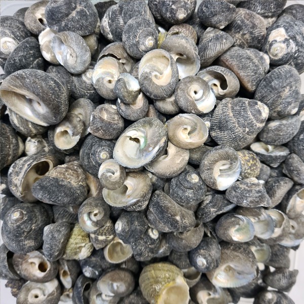 Kervan Moonshell Umbinium Kiloluk Deniz Kabuğu (1 KG)
