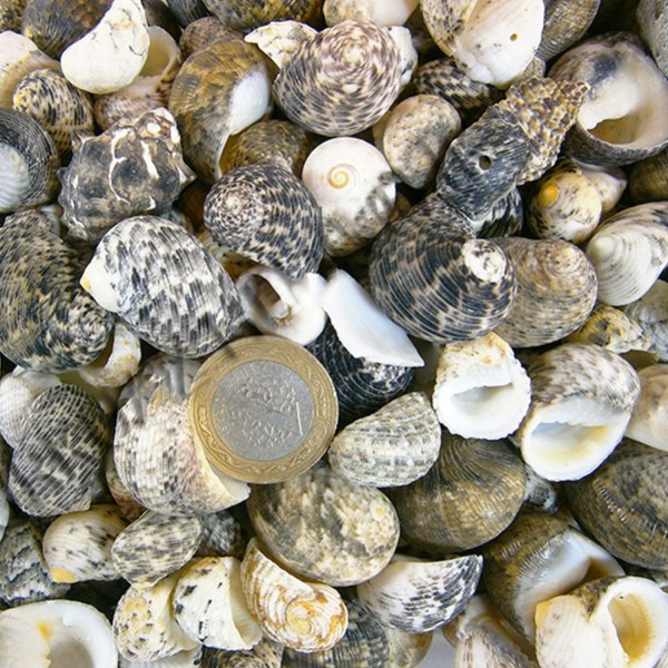 Kervan Sea Nerita Kiloluk Deniz Kabuğu (1 KG) Kervan Sea Nerita Kiloluk Deniz Kabuğu (1 KG)