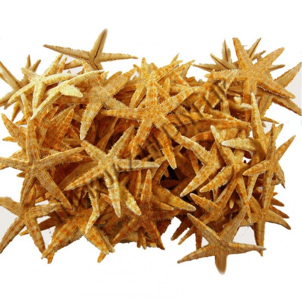 Kervan Deniz Yıldızı Natural 6 Cm - 9 Cm (100 Adet) Kervan Deniz Yıldızı Natural 6 Cm - 9 Cm (100 Adet)