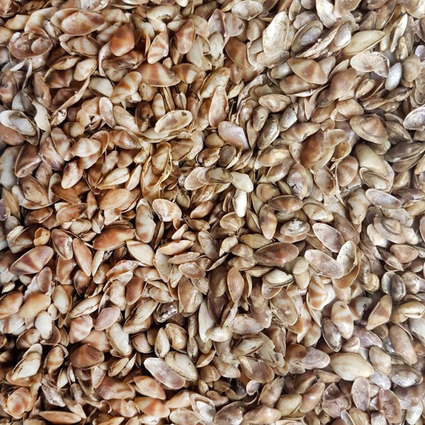 Kervan Cay-Cay Mini (Brown) Kiloluk Deniz Kabuğu (1 KG)