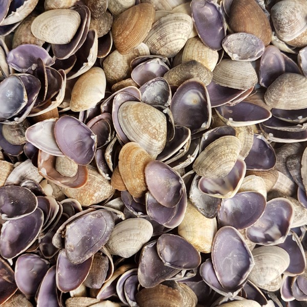 Kervan Cay-Cay Purple Kiloluk Deniz Kabuğu (1 KG)