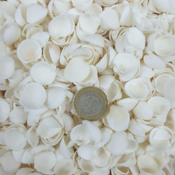 Kervan Clam Rose Cochles- Küçük Kiloluk Deniz Kabuğu (1 KG)