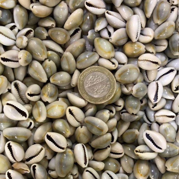 Kervan Cyprea Annulus Kiloluk Deniz Kabuğu (1 KG)