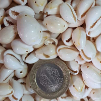 Kervan Cyprea Annulus Delikli Kavrulmuş Deniz Kabuğu 100 GR