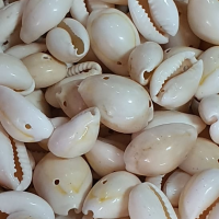 Kervan Cyprea Annulus Delikli Kavrulmuş Deniz Kabuğu 100 GR