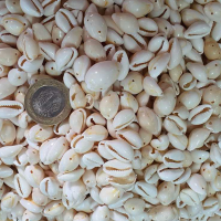 Kervan Cyprea Annulus Delikli Kavrulmuş Deniz Kabuğu 100 GR