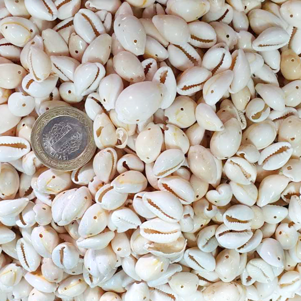Kervan Cyprea Annulus Delikli Kavrulmuş Deniz Kabuğu 100 GR