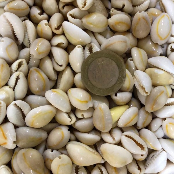 Kervan Cyprea Annulus -Kavrulmuş Kiloluk Deniz Kabuğu (1 KG)