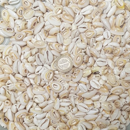 Cyprea Annulus Kesik  Kavrulmuş Deniz Kabuğu 100 GR