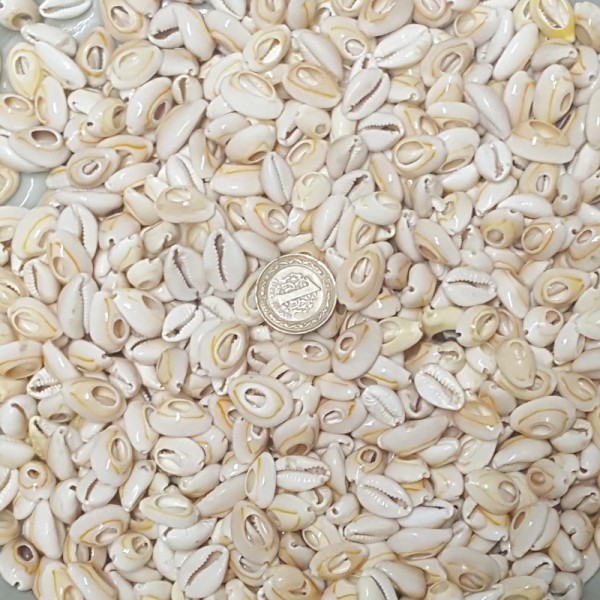 Kervan Cyprea Annulus Kesik  Kavrulmuş Deniz Kabuğu 100 GR