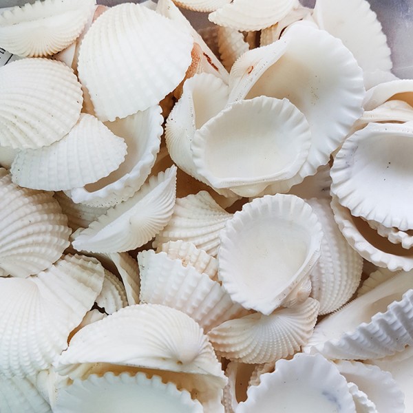 Kervan Anadara Granosa Kiloluk Deniz Kabuğu (1 KG)