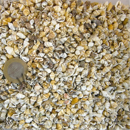 Nassa Shell Kiloluk Deniz Kabuğu (1 KG) Nassa Shell Kiloluk Deniz Kabuğu (1 KG)