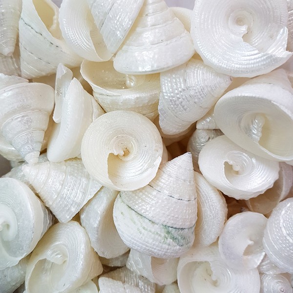 Kervan Tectus Pearlızed Kiloluk Deniz Kabuğu (1 KG)