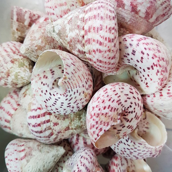 Kervan Troca Strawberry Kiloluk Deniz Kabuğu (1 KG)