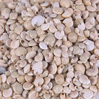 Kervan Umbinium Beyaz Kiloluk Deniz Kabuğu (1 KG)