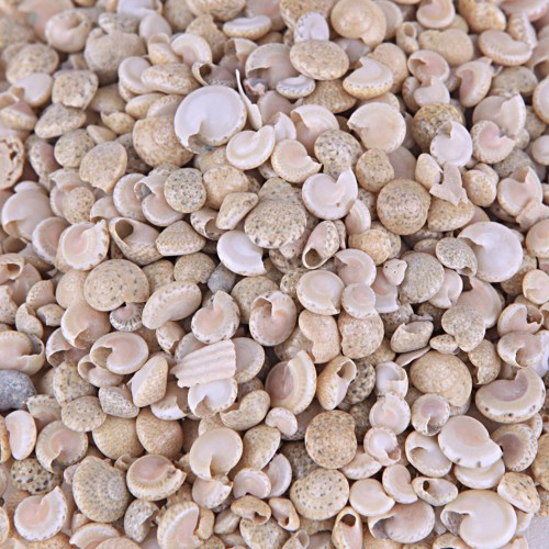 Umbinium Beyaz Kiloluk Deniz Kabuğu (1 KG)