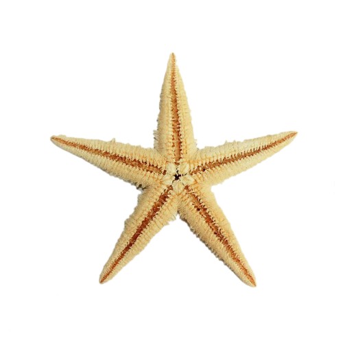 Natural Deniz Yıldızı 6 Cm - 9 CM