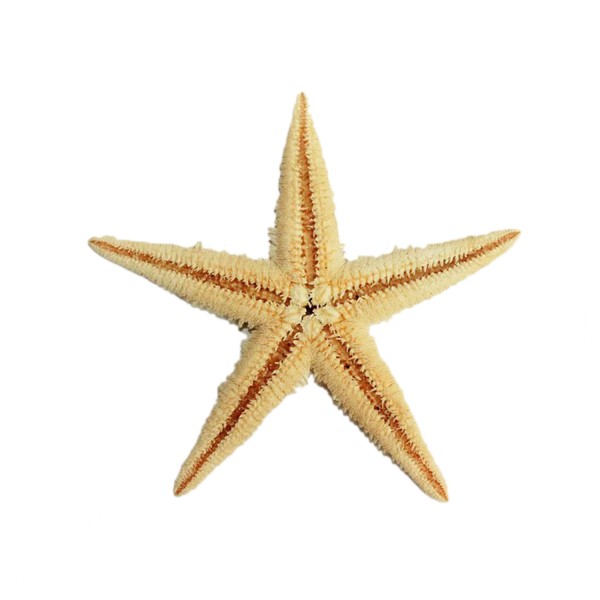 Kervan Natural Deniz Yıldızı 6 Cm - 9 CM