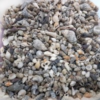 Kervan Karışık Minik Kiloluk Deniz Kabuğu (Şişe İçi İçin) (1 KG) Kervan Karışık Minik Kiloluk Deniz Kabuğu (Şişe İçi İçin) (1 KG)