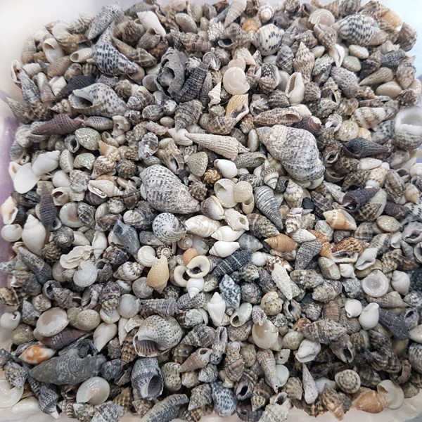 Kervan Karışık Minik Kiloluk Deniz Kabuğu (Şişe İçi İçin) (1 KG) Kervan Karışık Minik Kiloluk Deniz Kabuğu (Şişe İçi İçin) (1 KG)