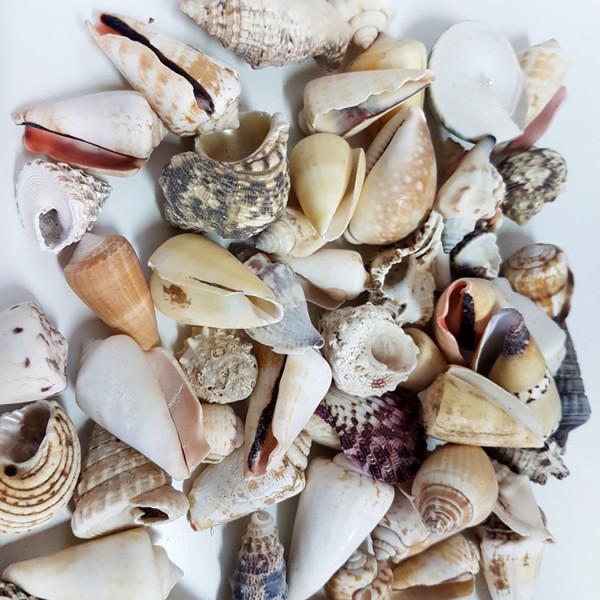 Kervan Mixed Shells Büyük Kiloluk Deniz Kabuğu (1 KG)