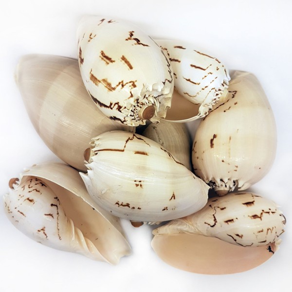 Kervan Melo Diadema Kiloluk Deniz Kabuğu (1 KG)