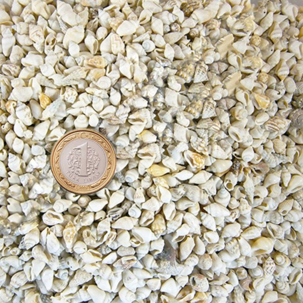 Kervan Nassa Shell Kavrulmuş Kiloluk Deniz Kabuğu (1 KG) Kervan Nassa Shell Kavrulmuş Kiloluk Deniz Kabuğu (1 KG)