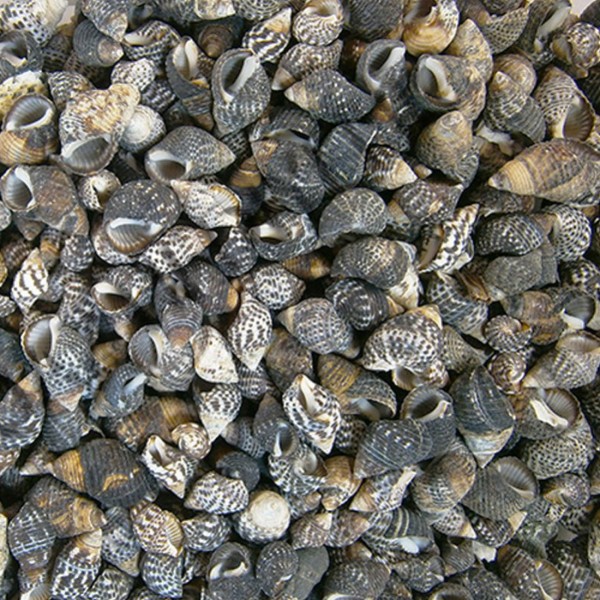 Kervan Nassarius Gaudiosus Kiloluk Deniz Kabuğu (1 KG) Kervan Nassarius Gaudiosus Kiloluk Deniz Kabuğu (1 KG)