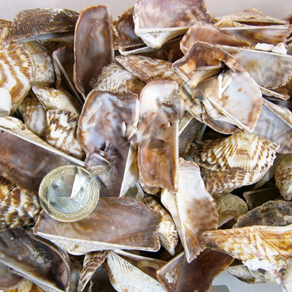 Kervan Orca Orca Kiloluk Deniz Kabuğu (1 KG)