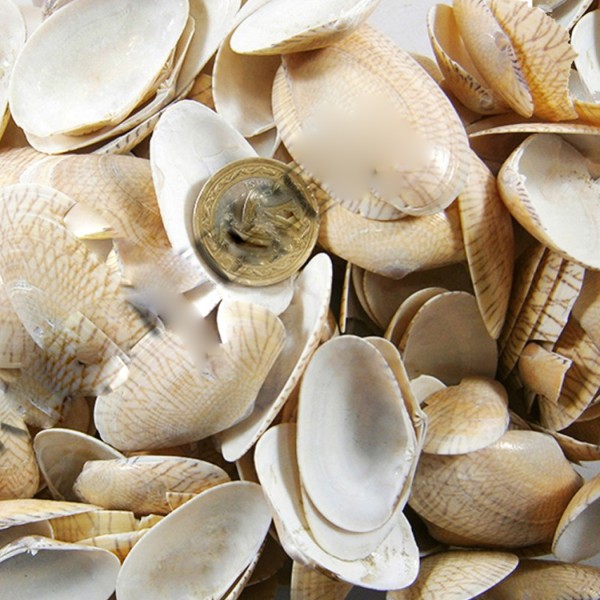 Kervan Paphia Neotaples Kiloluk Deniz Kabuğu (1 KG) Kervan Paphia Neotaples Kiloluk Deniz Kabuğu (1 KG)
