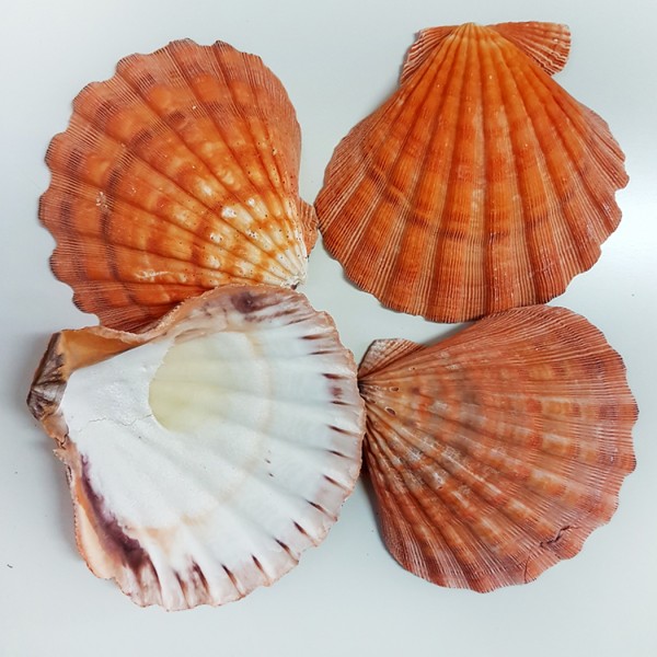 Kervan Pecten Nodusos Orang Kiloluk Deniz Kabuğu (1 KG)