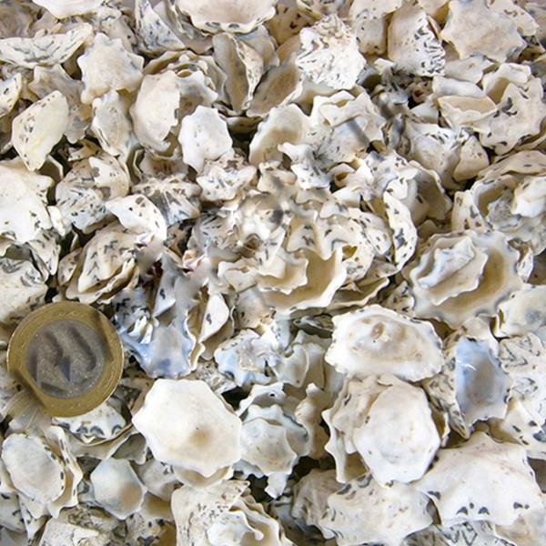 Kervan Star Limpet Kiloluk Deniz Kabuğu (1 KG)